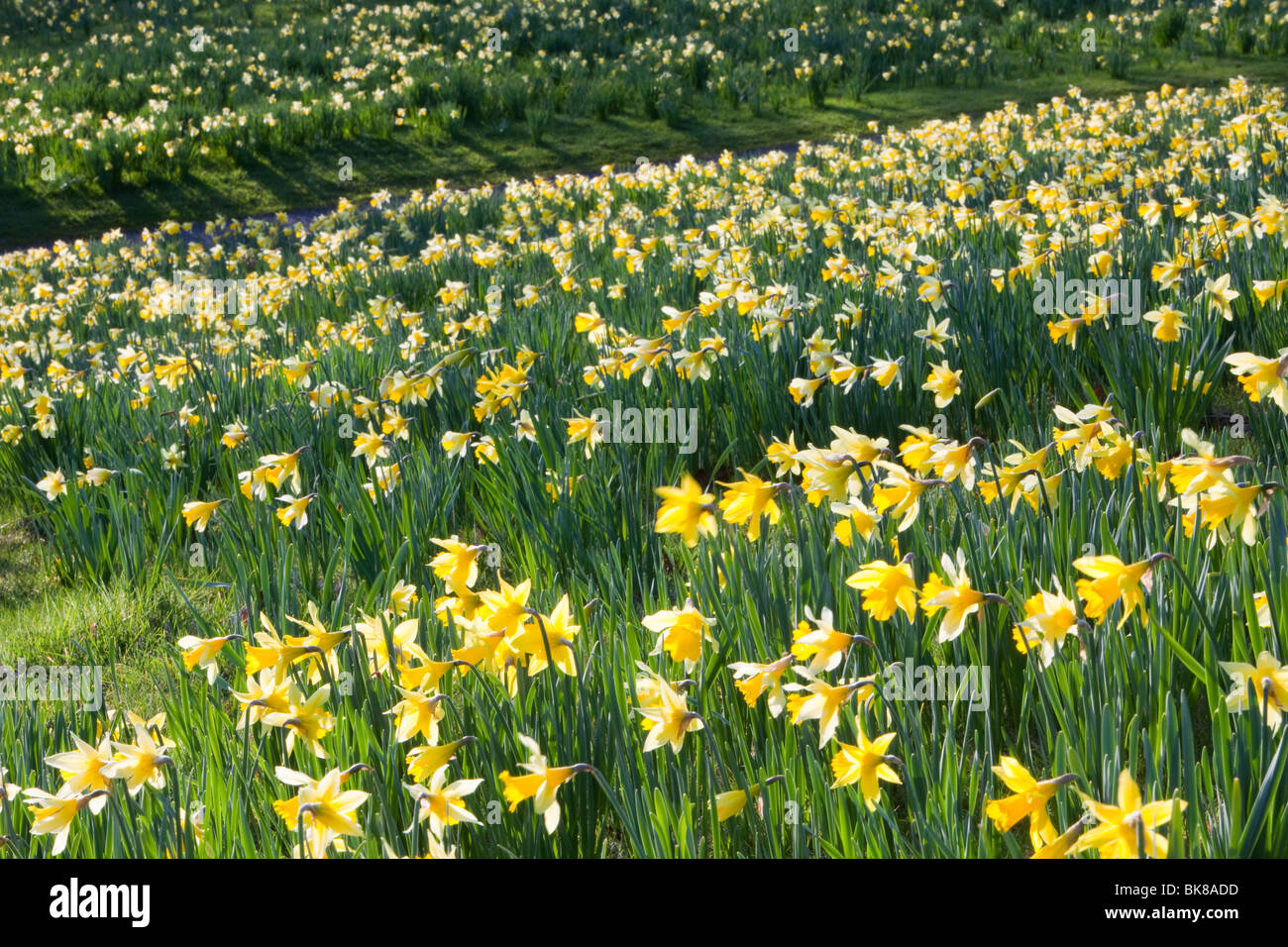 Wild Daffodils at Holehird Gardens in Windermere, Lake District, UK