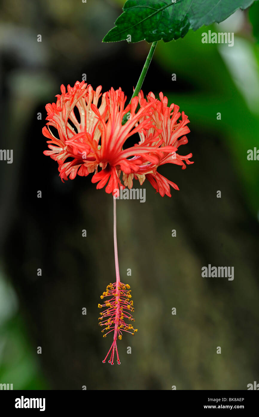 Flower of a hibiscus (Hibiscus schizopetalus), Kenya Stock Photo
