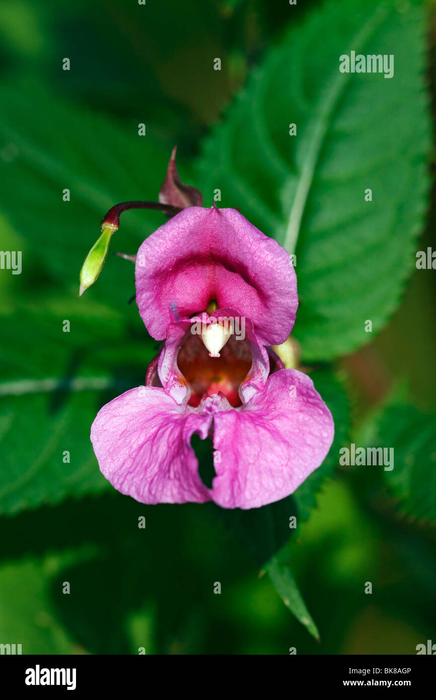 Himalayan Balsam (Impatiens glandulifera), blossom, front view, seed vessel fruit Stock Photo