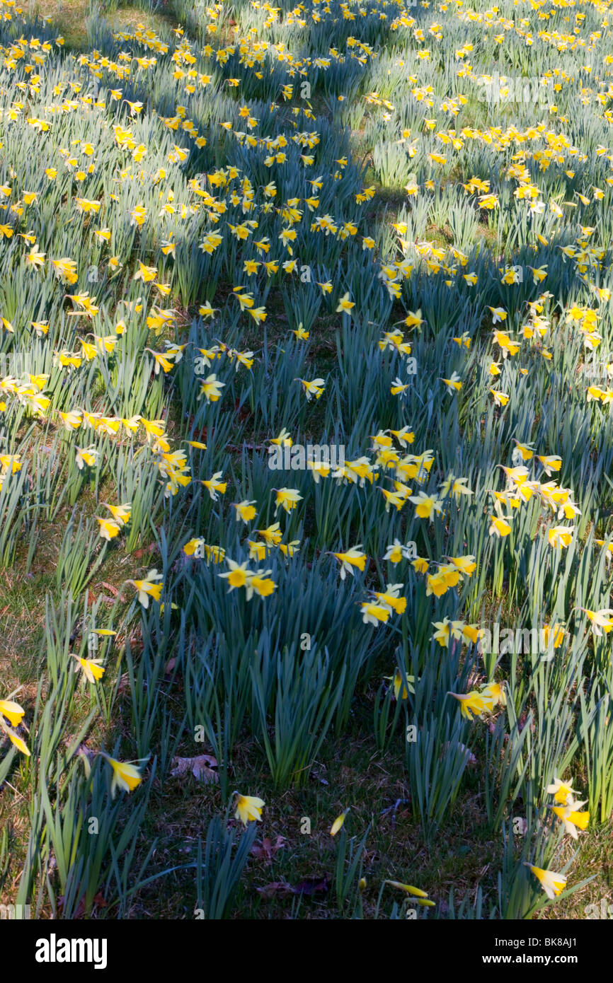 Wild Daffodils at Holehird Gardens in Windermere, Lake District, UK