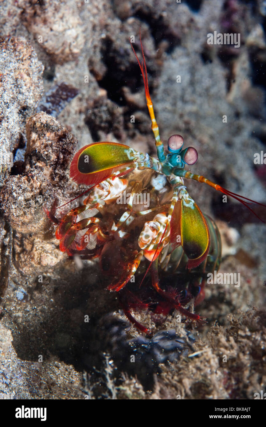 Peacock Mantis Shrimp (Odontodactylus scyllarus), Indonesia Stock Photo