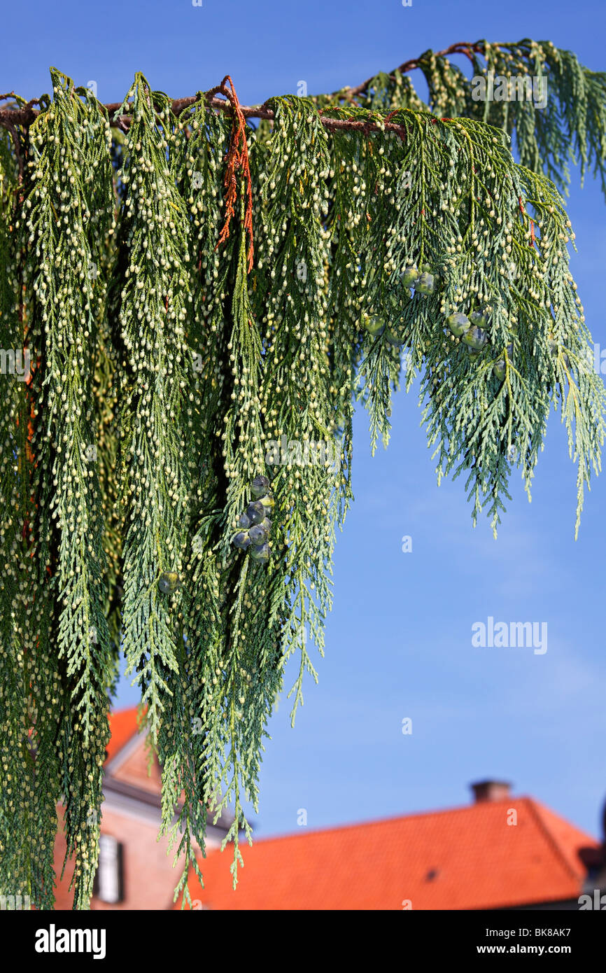 Nootka Cypress (Chamaecyparis nootkatensis, Pendula variety) Stock Photo