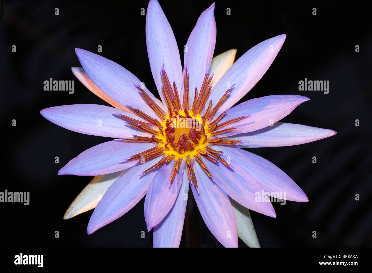Blue Lotus flower, Blue Water Lily (Nymphaea caerulea) Stock Photo