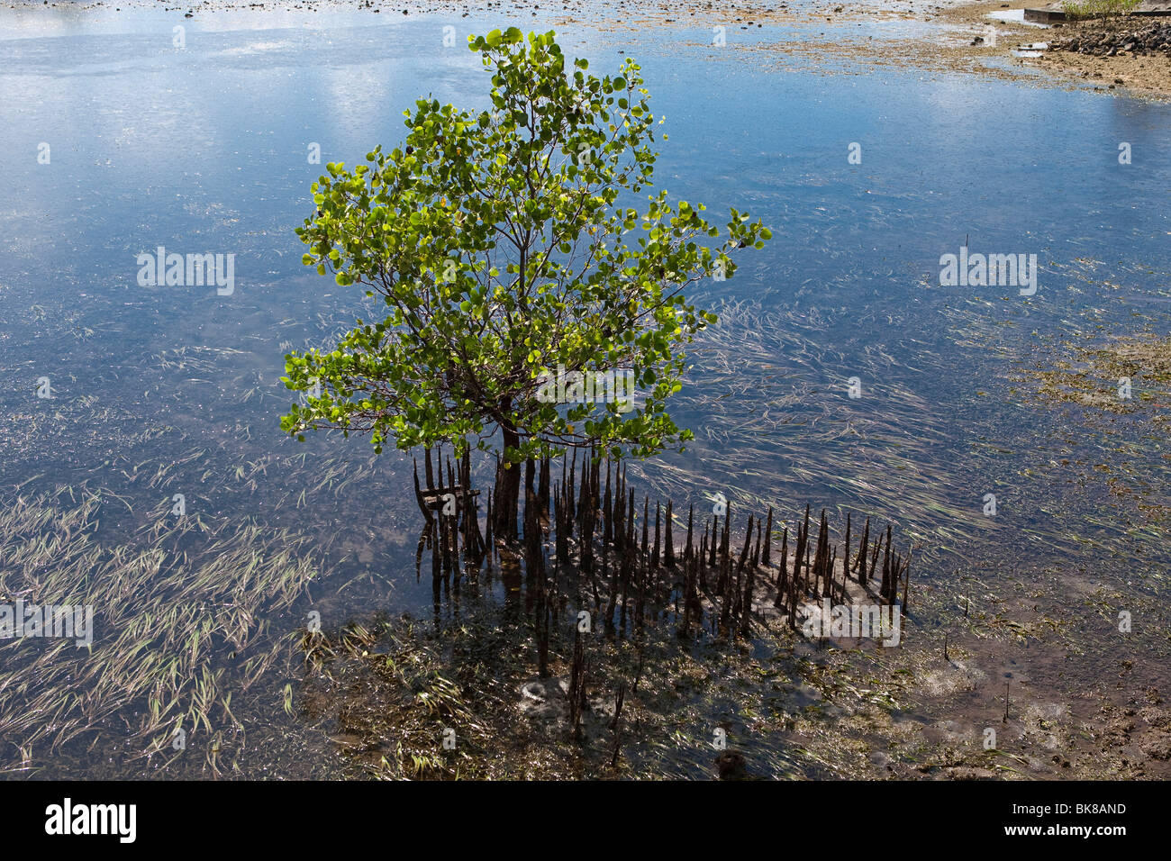 Mangrove tree, Indonesia, Asia Stock Photo