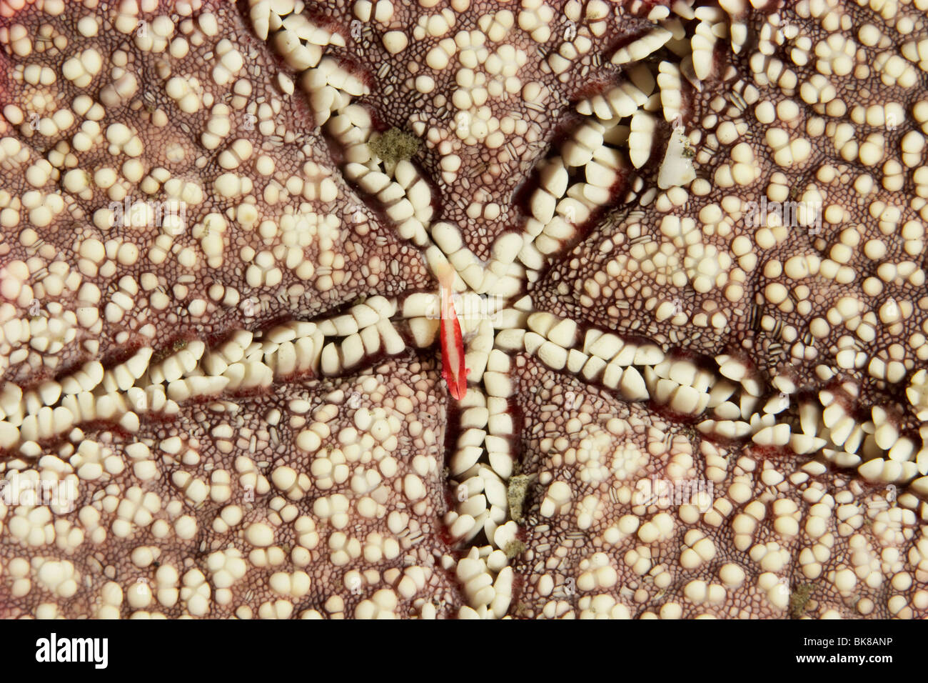 Palaemonidae shrimp on a Pincushion Star (Culcita spec.), Indonesia, Asia Stock Photo