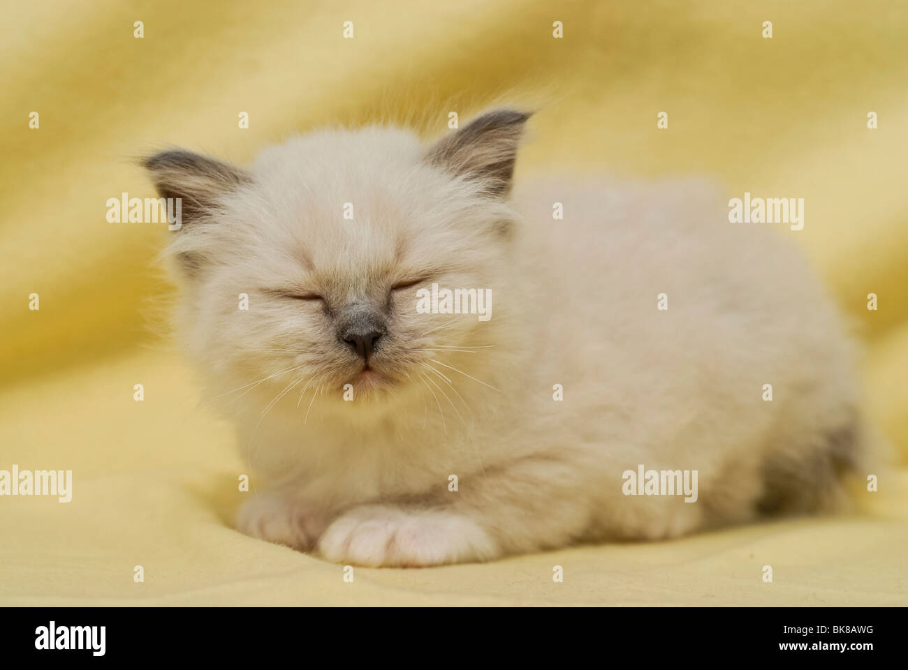 Birman kitten dozing Stock Photo