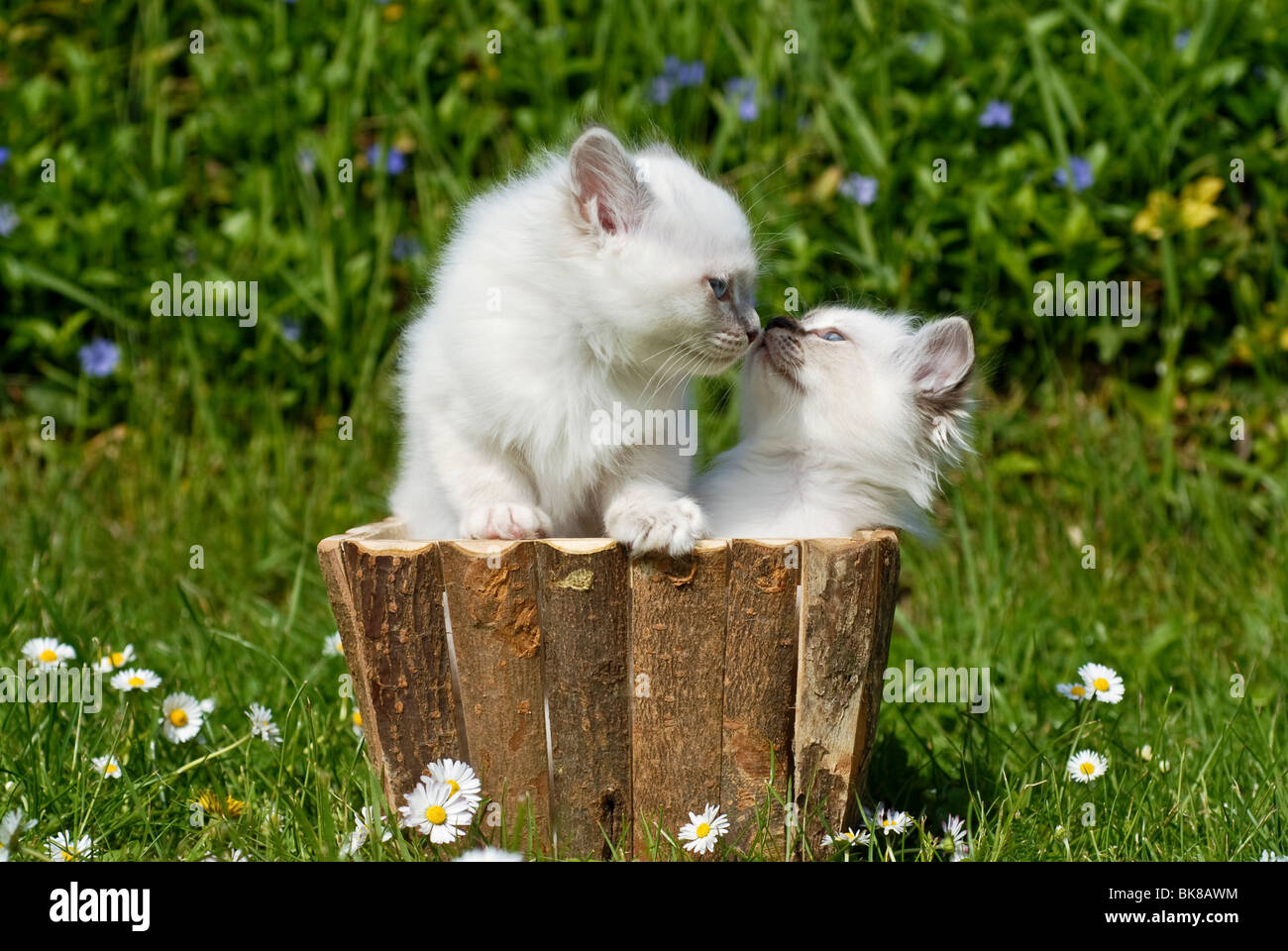 Two Birman kittens in a planter Stock Photo
