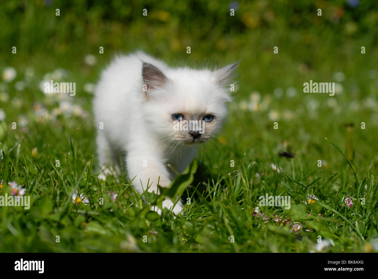Birman kitten running over a meadow Stock Photo