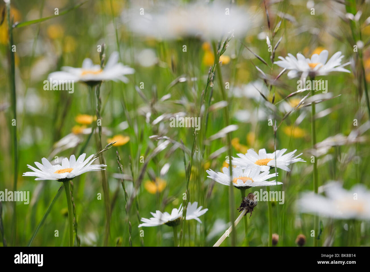 Europe. Ox-eye Daisies (Leucanthemum vulgare) growing with wild grasses in a wildflower meadow Stock Photo