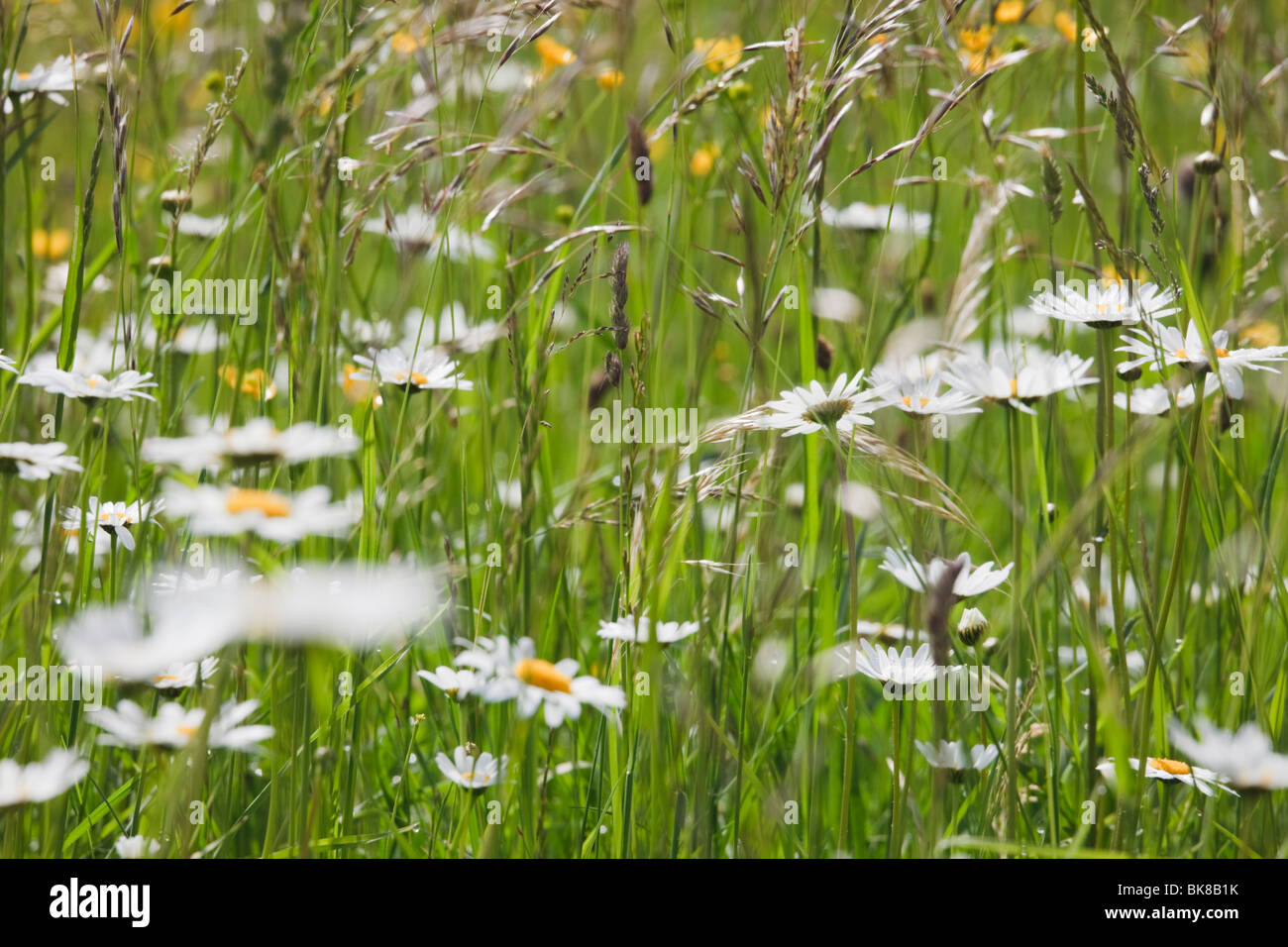 Europe. Ox-eye Daisies (Leucanthemum vulgare) growing with wild grasses in a wildflower meadow Stock Photo