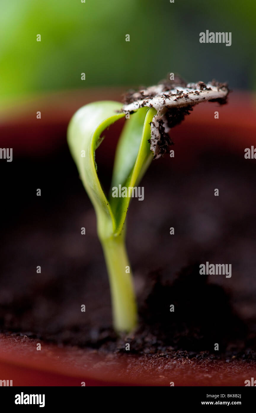Courgette 'midnight' hybrid plant seedlings discarding its seed case. UK Stock Photo