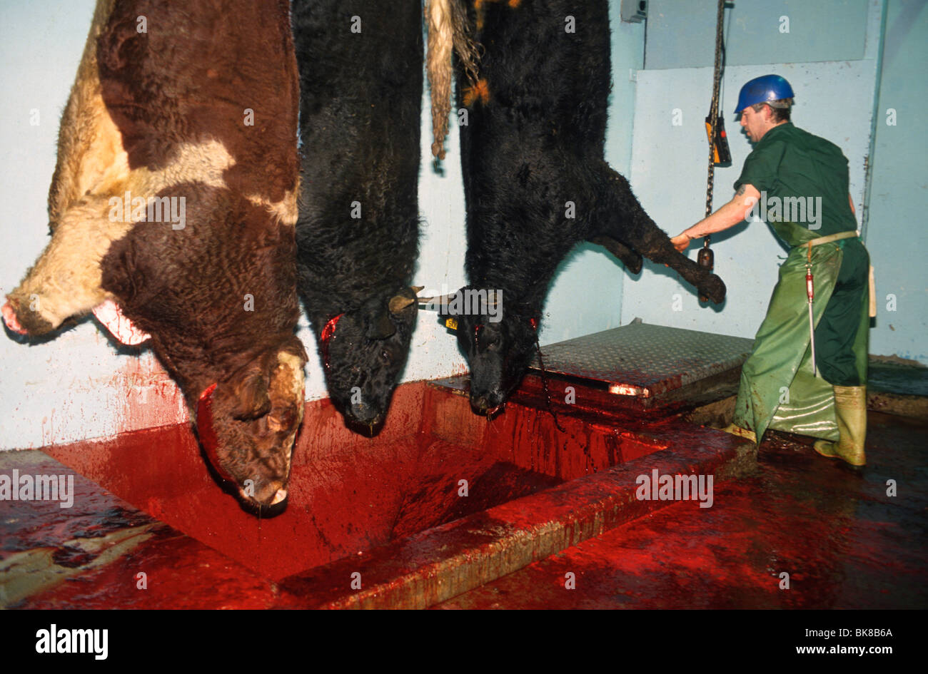 an-abattoir-worker-with-three-dead-cows-hanging-to-bleed-in-an-abattoir-BK8B6A.jpg