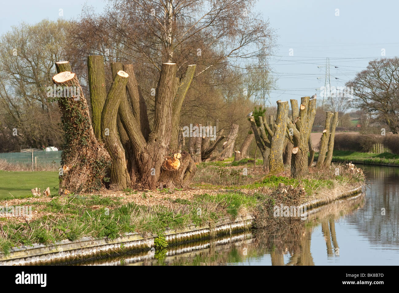 Coppice of tree hires stock photography and images Alamy