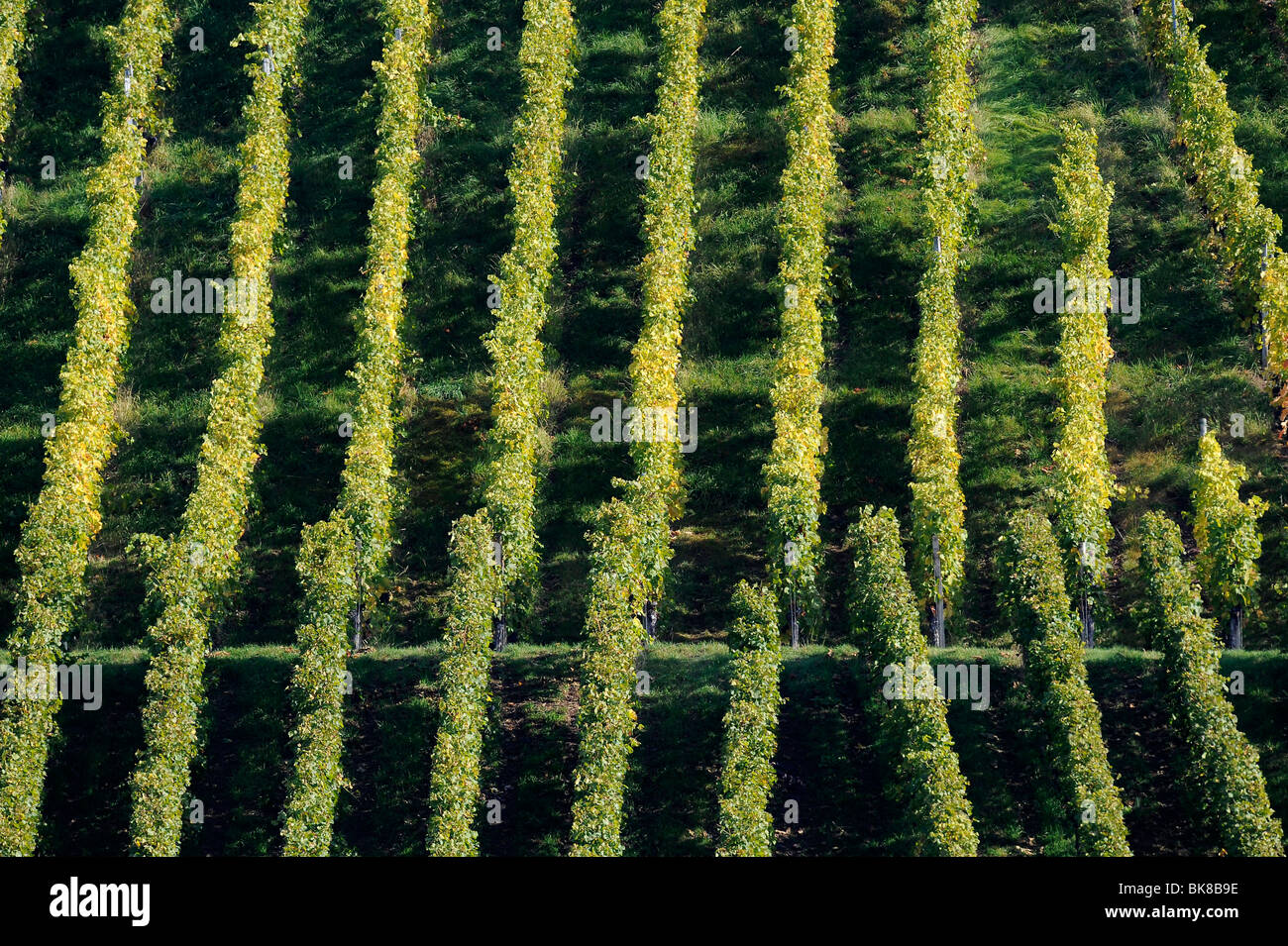 Grapevines, vineyards, Stuttgart, Baden-Wuerttemberg, Germany, Europe Stock Photo