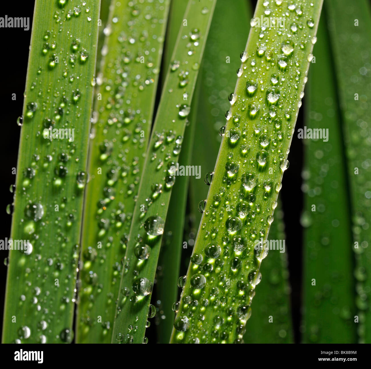 Leaves with dew drops Stock Photo