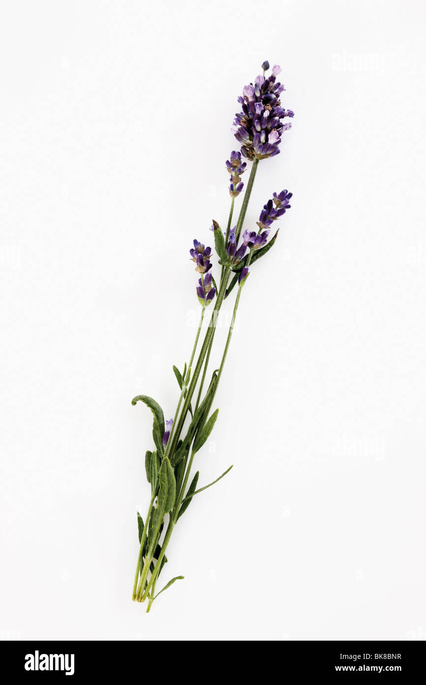 Lavender branch Stock Photo