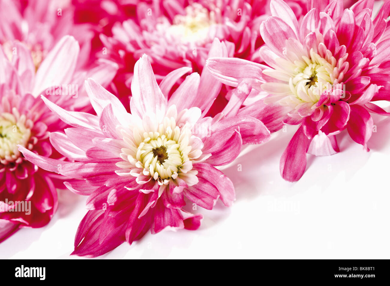 Chrysanthemum varieties hi-res stock photography and images - Alamy