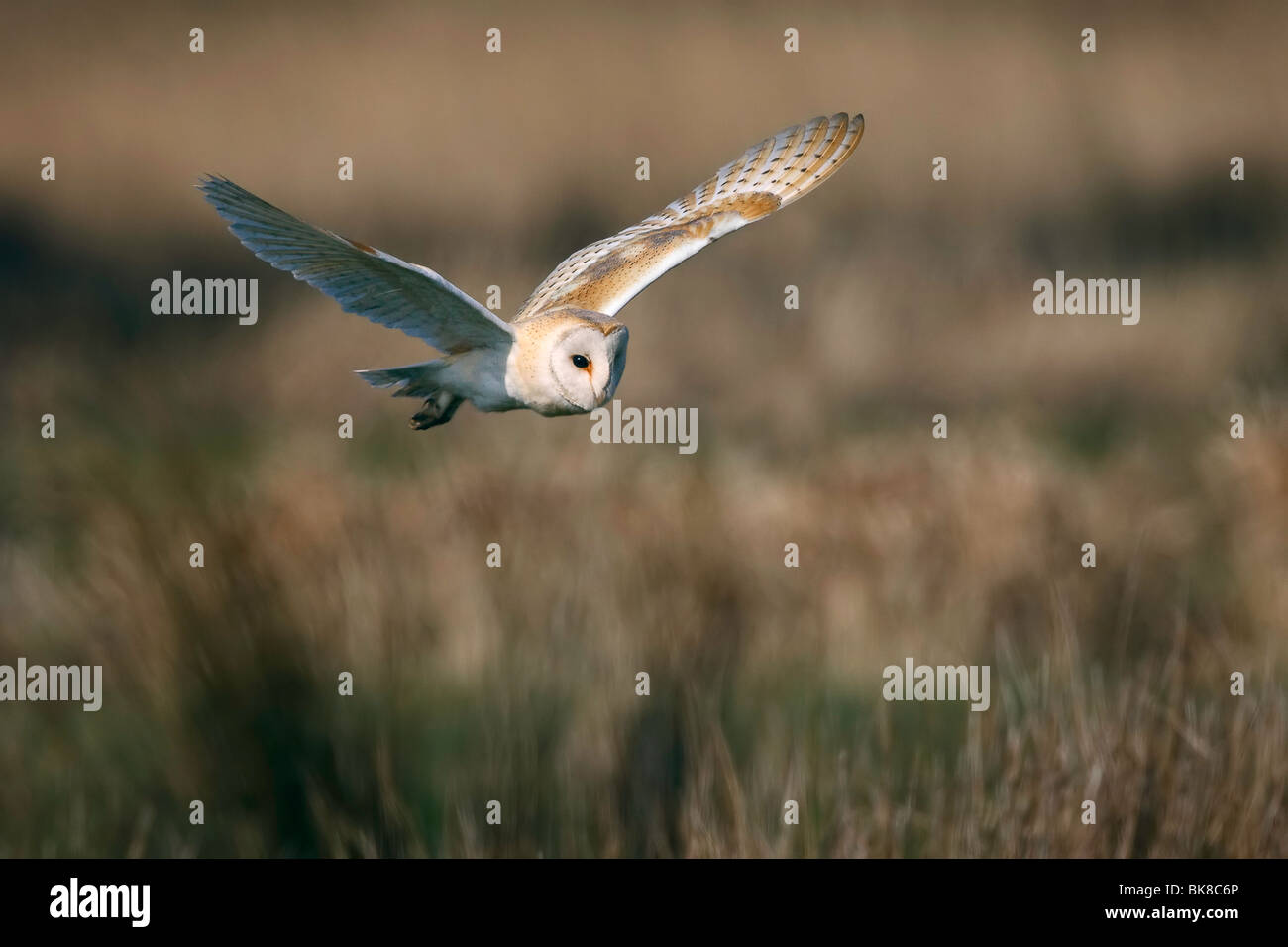 barn owl in flight hunting over heathland Stock Photo