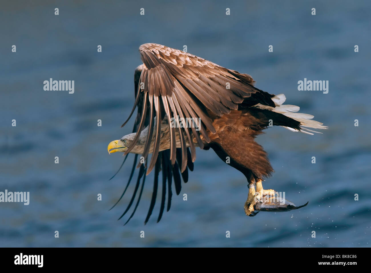 A photograph of white tailed sea eagle carrying a fish against a background of blue sea Stock Photo