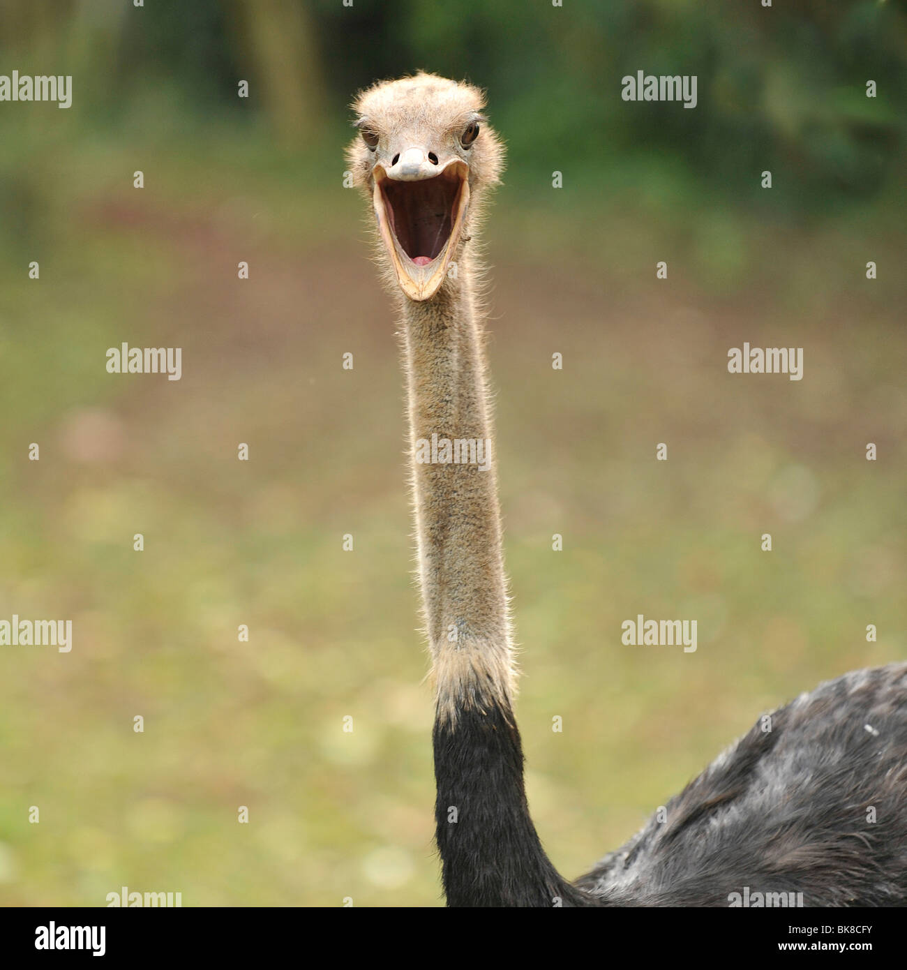 male ostrich Stock Photo