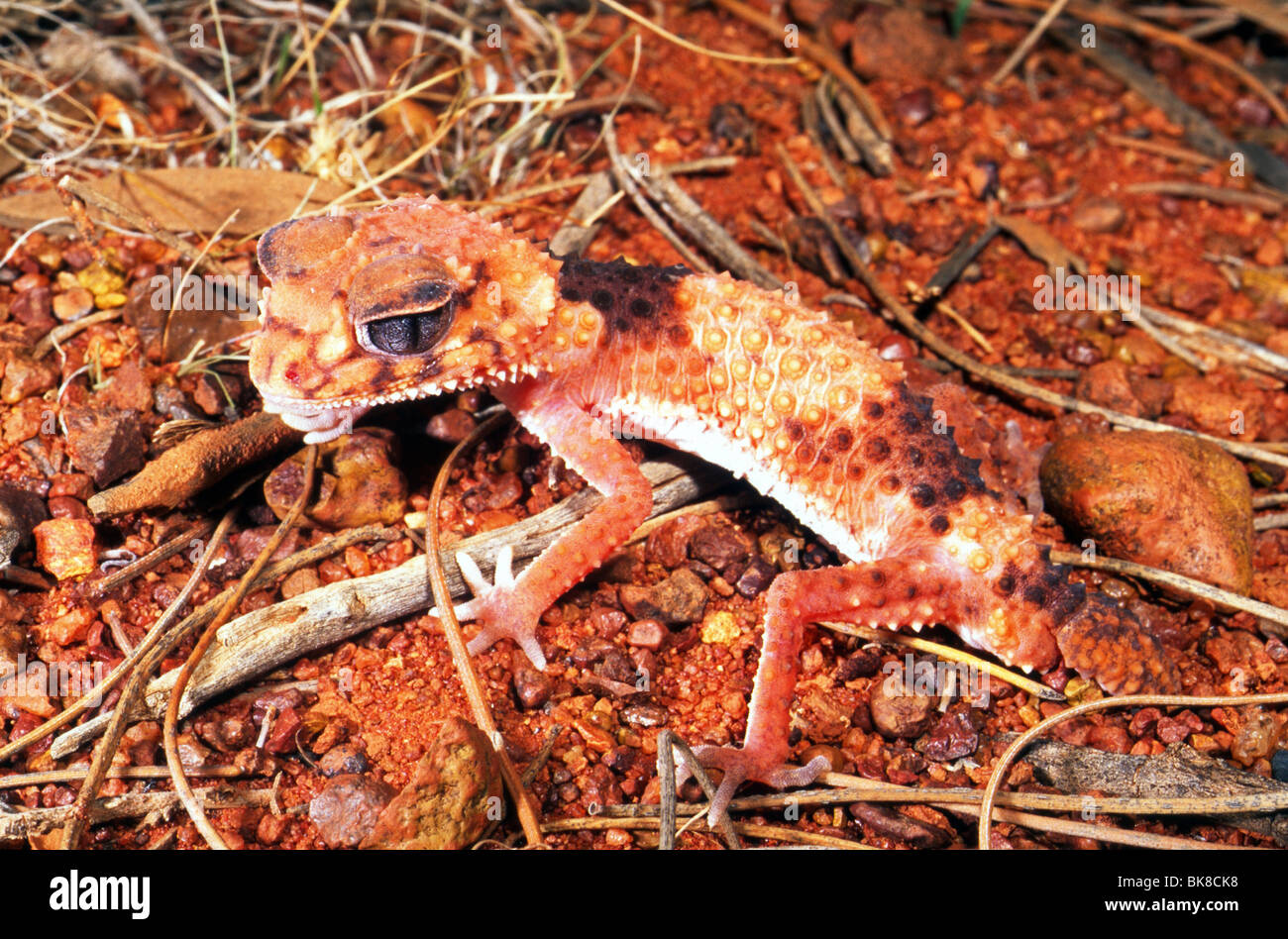 Banded knob-tailed gecko (Nephrurus wheeleri), Western Australia Stock Photo