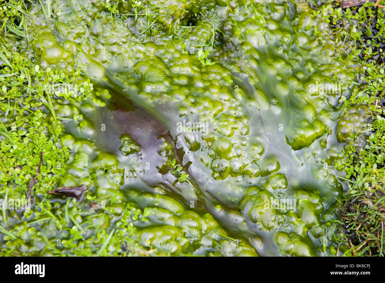 Bubbles of oxygen produced by algae as they photosynthesize Stock Photo