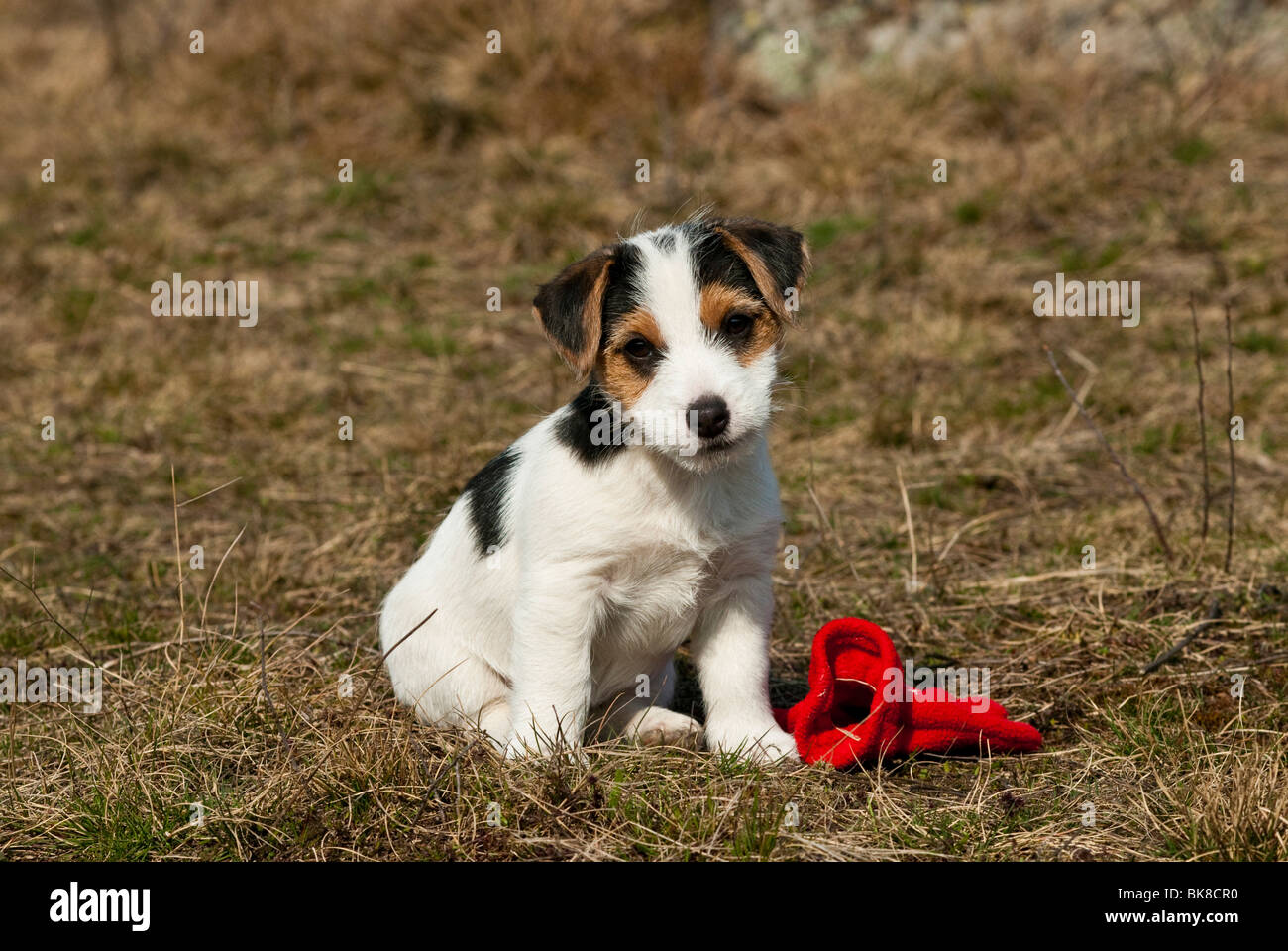 Small Jack Russell puppy sitting Stock Photo Alamy