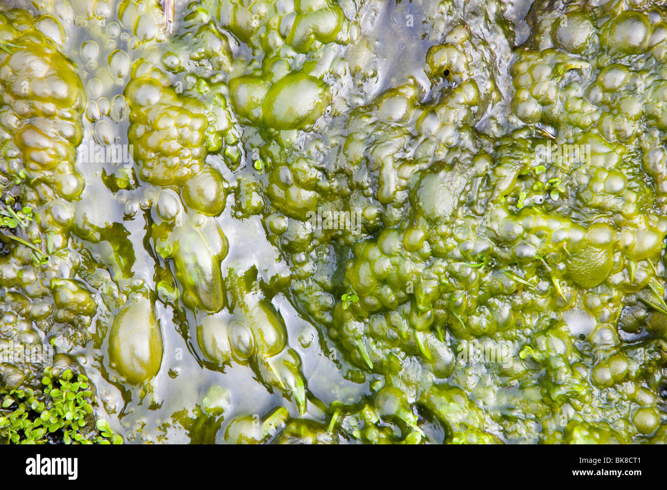 Bubbles of oxygen produced by algae as they photosynthesize Stock Photo Alamy