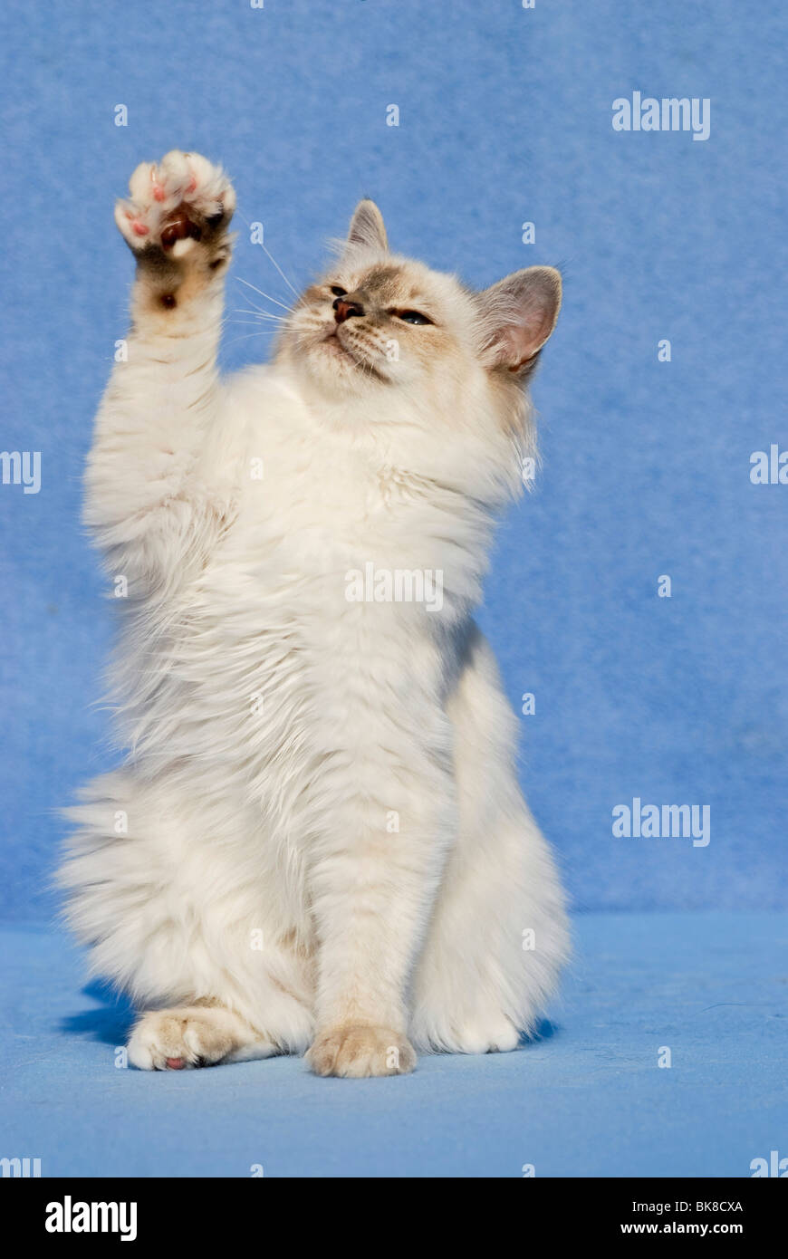 Birman cat, begging Stock Photo