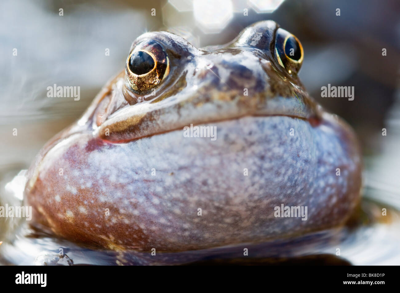 Common Frog calling Stock Photo