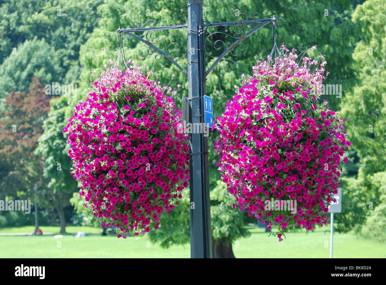 Lamp post hanging basket hi-res stock photography and images - Alamy