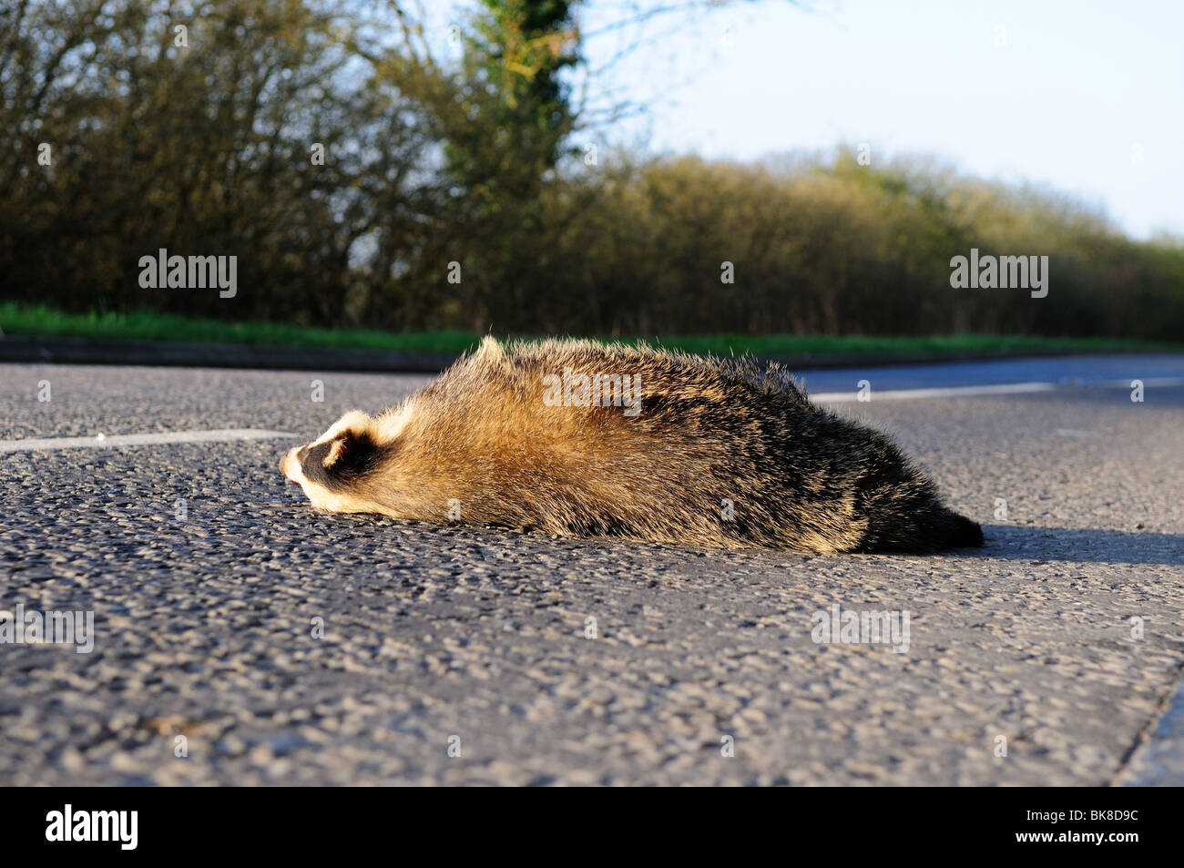 Badger Road Kill Stock Photo Alamy