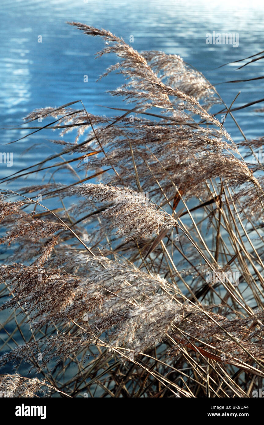 Phragmites australis Common reed with water behind London Wetland Centre England UK Stock Photo