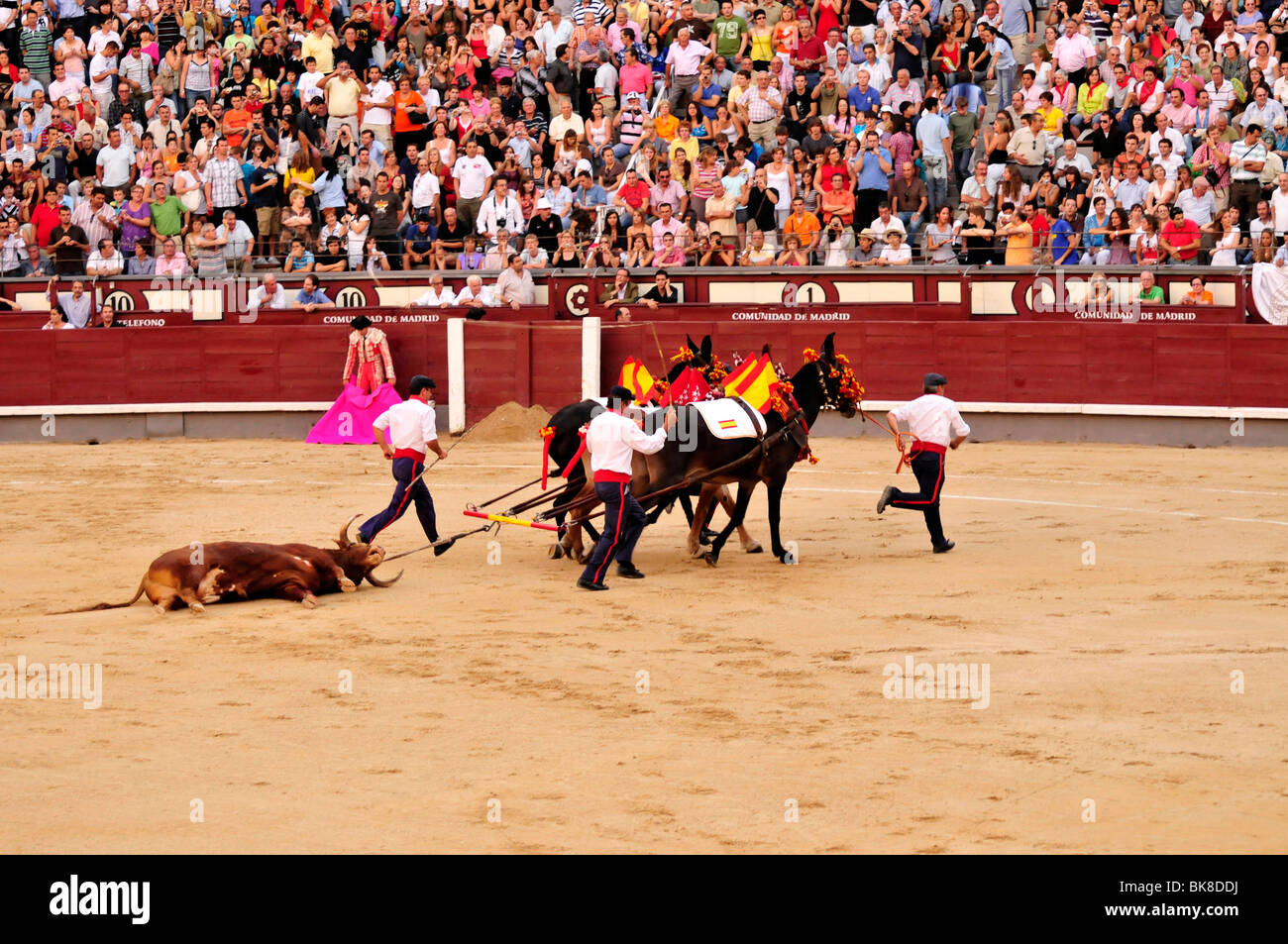 Removal of a dead bull in Las Ventas Bullring, Madrid, Spain, Iberian Peninsula, Europe Stock Photo