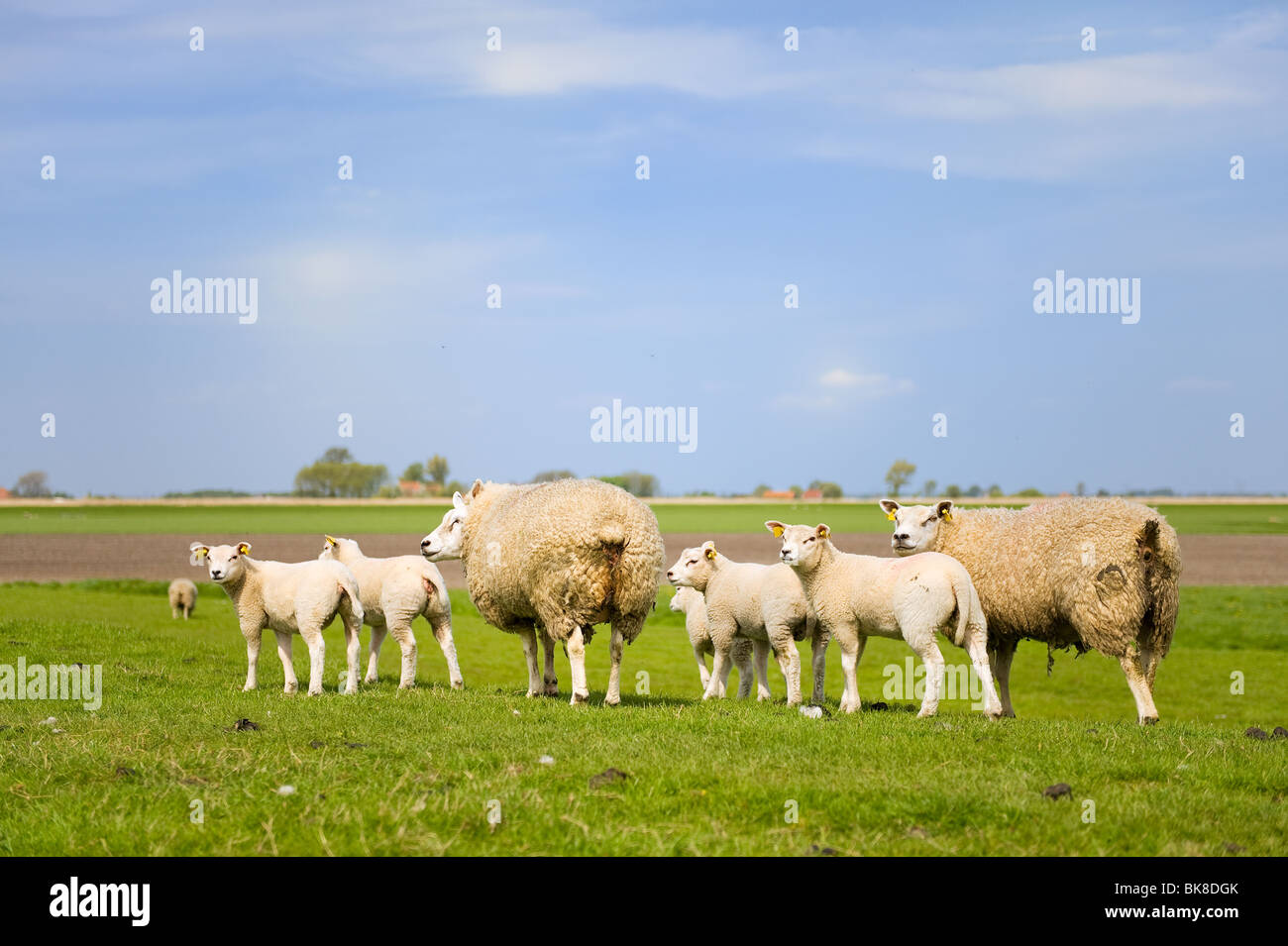 Sheep and lambs in spring at the green fields Stock Photo - Alamy