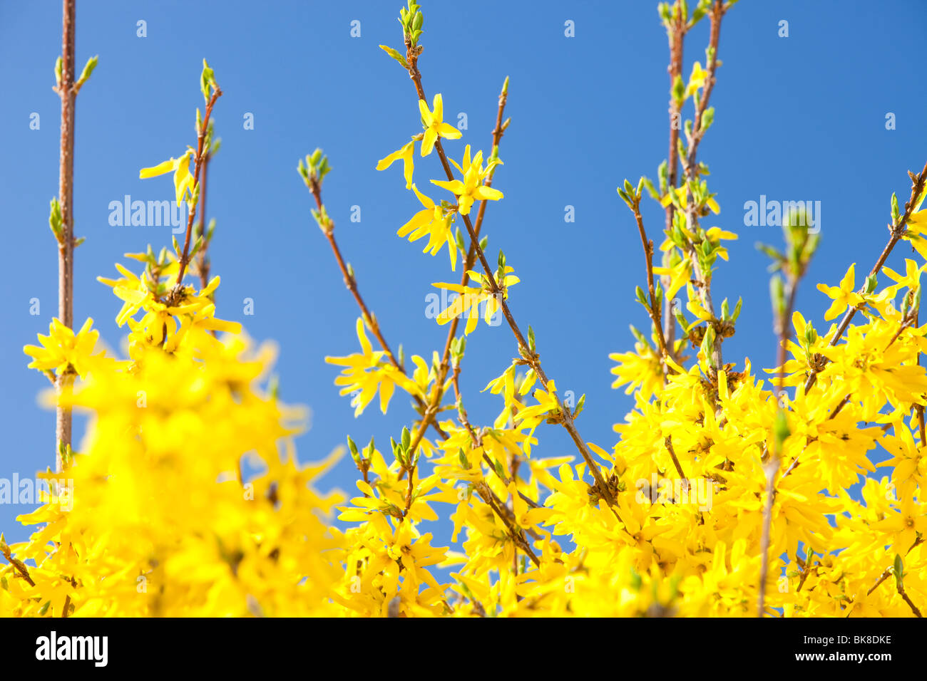 Forsythia Bushes Flowering In Spring Stock Photo Alamy