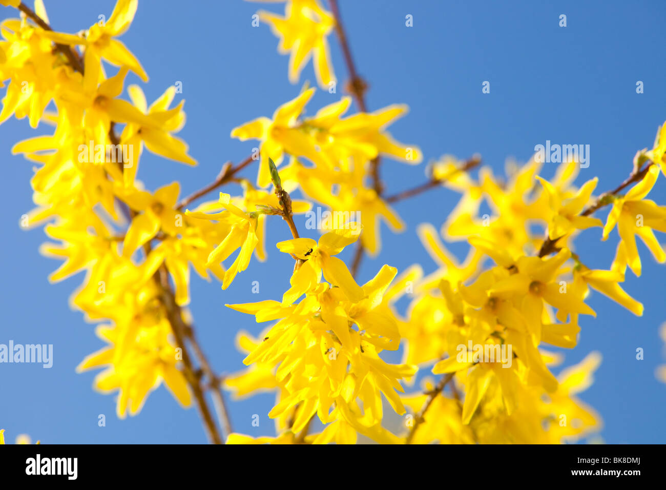 Forsythia bushes flowering in spring. Stock Photo