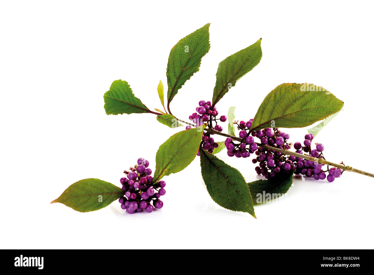 Beautyberry (Callicarpa) Stock Photo