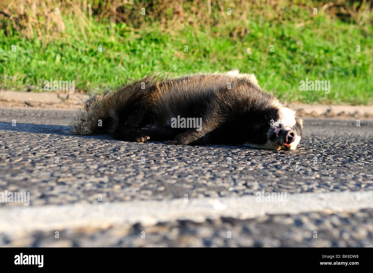 Badger Road Kill .(Meles Meles Stock Photo Alamy