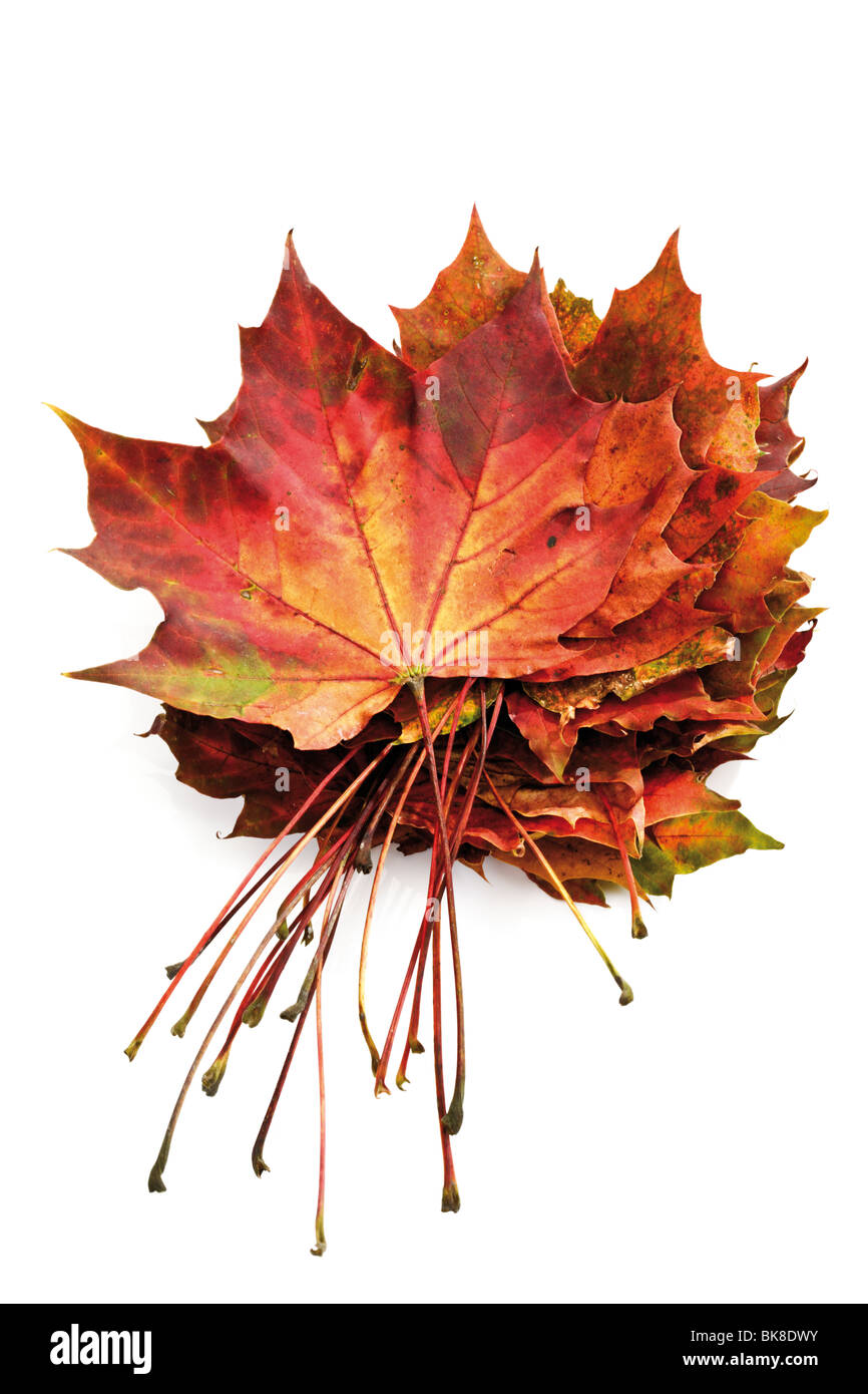 Autumn foliage, maple leaves Stock Photo