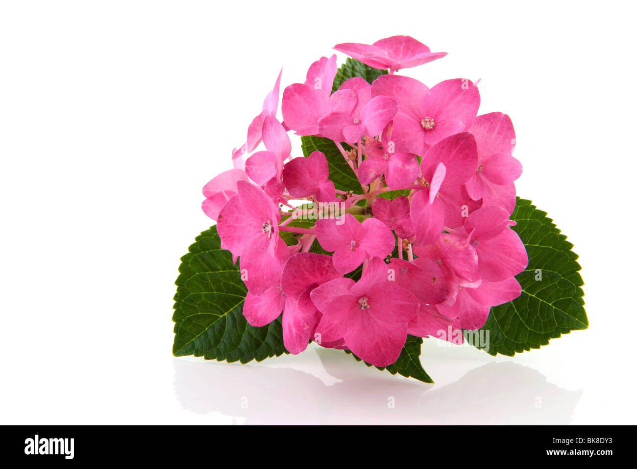 Pink Hydrangea flower isolated over white background Stock Photo - Alamy