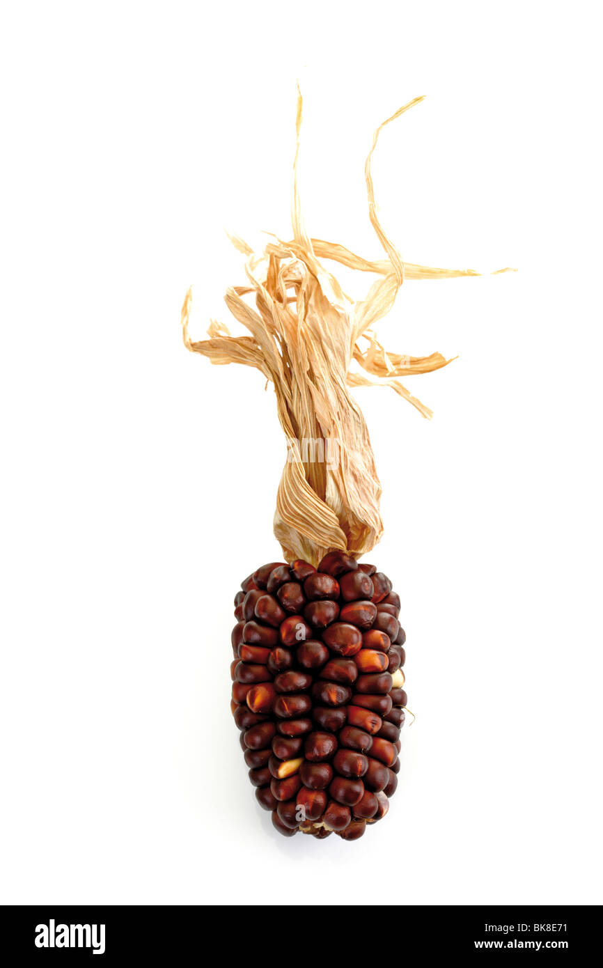 Indian corn maize zea mays Cut Out Stock Images & Pictures - Alamy