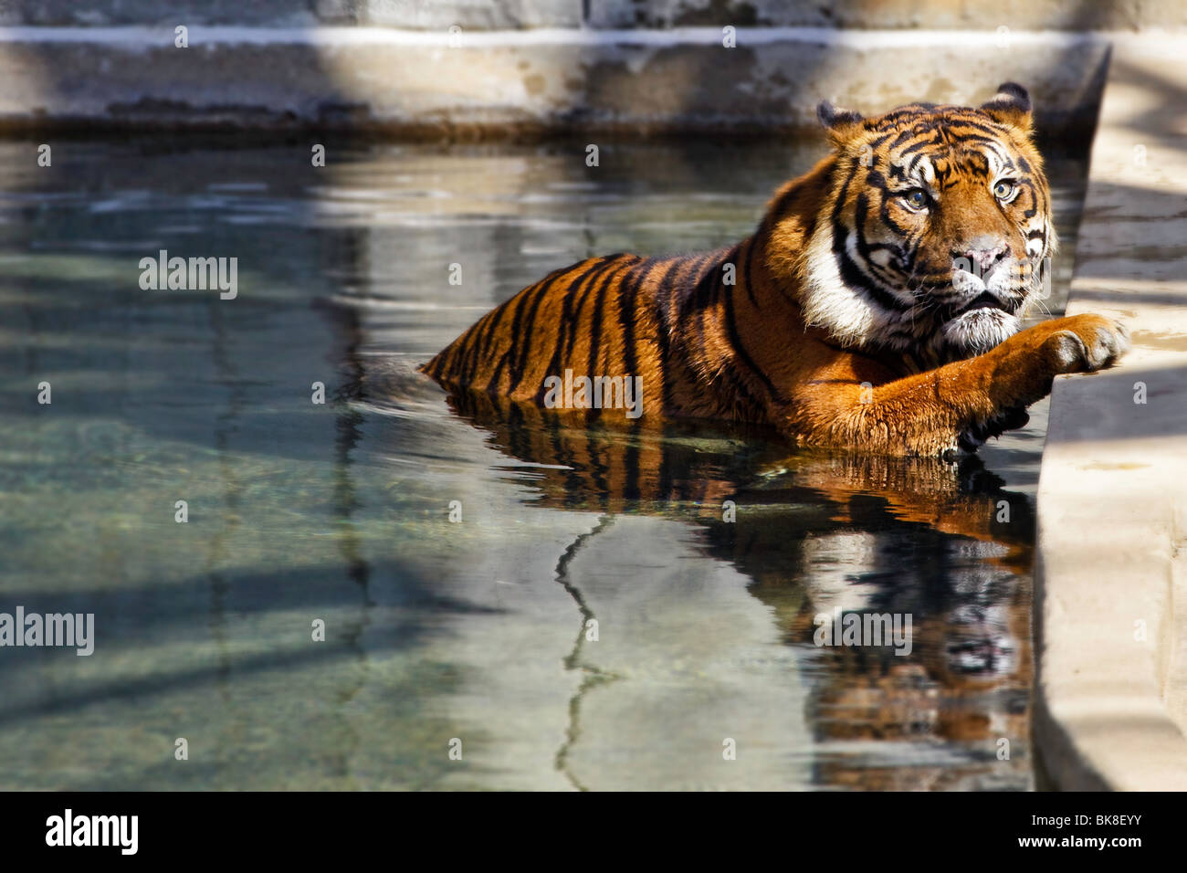 Sumatran Tiger (Panthera tigris sumatrae) Playing at the Zoo Stock Photo