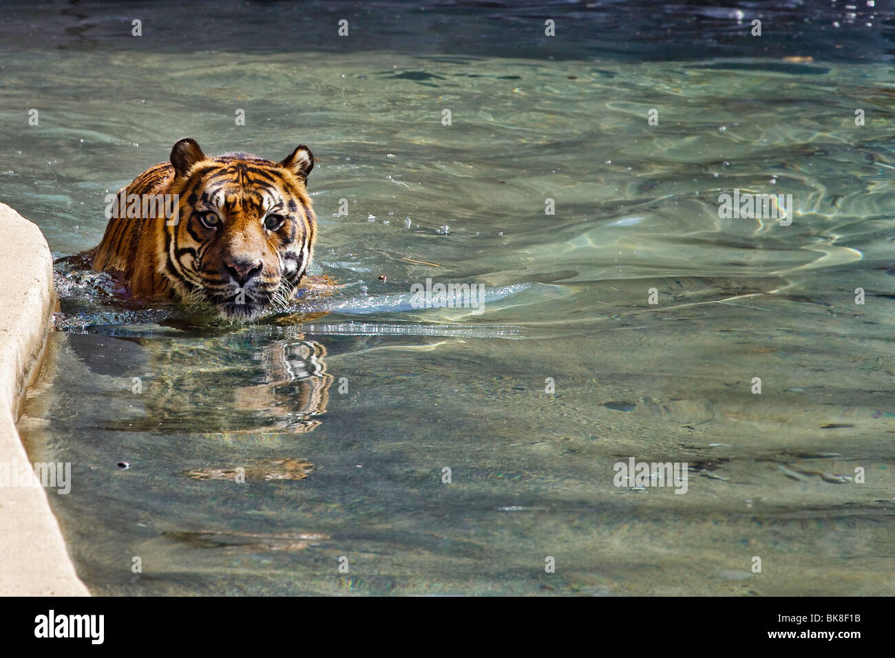 Sumatran Tiger (Panthera tigris sumatrae) Playing at the Zoo Stock Photo