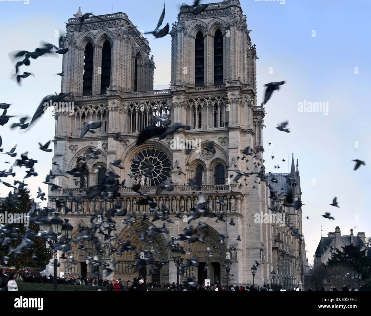 Pigeons fluttering up in front of the cathedral Notre Dame de Paris, Paris, France, Europe Stock Photo