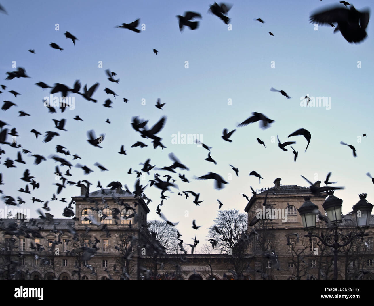 Pigeons fluttering up in front of the Hôtel-Dieu, the oldest hospital in Paris, France, Europe Stock Photo