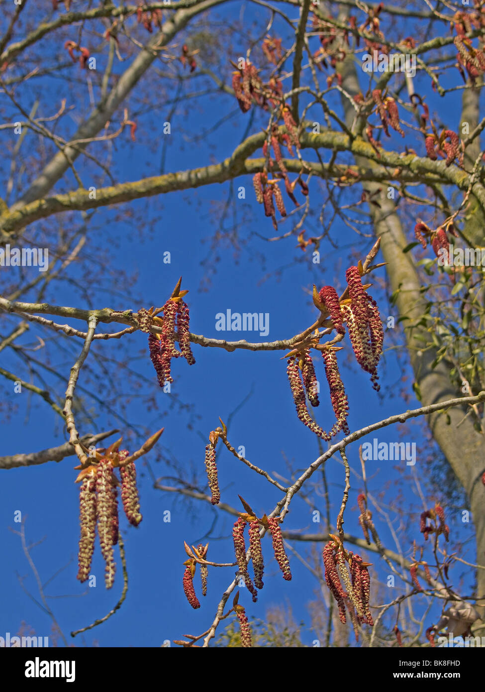 Male catkins of the Black Poplar (Populus nigra), endangered species Stock Photo