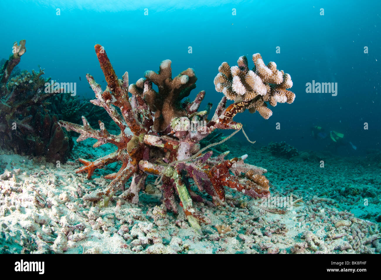 Artificial coral reef hi-res stock photography and images - Alamy