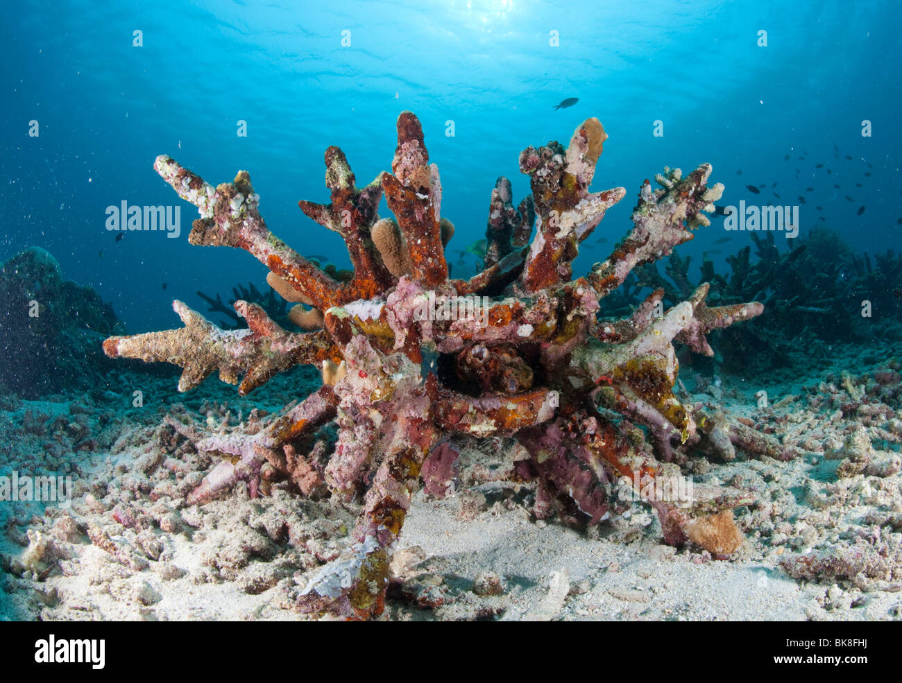 Coral Reef conservation program, new coral reefs should be created by artificial concrete blocks, Bunaken Marine National Park, Stock Photo