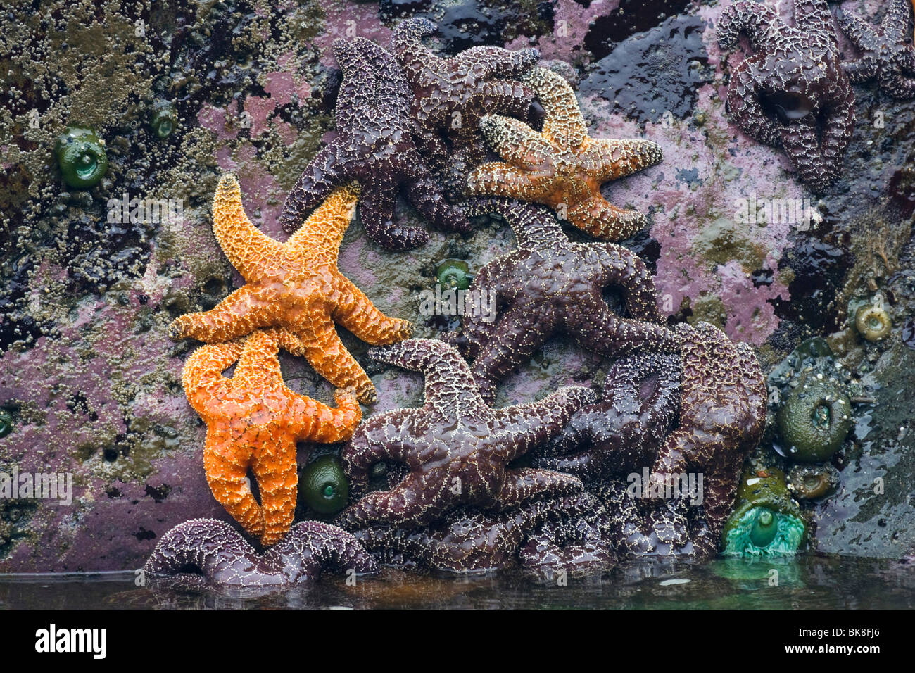 Ochre Sea Stars (Pisaster ochraceus), Pacific Coast, Olympic Peninsula, Washington, USA Stock Photo